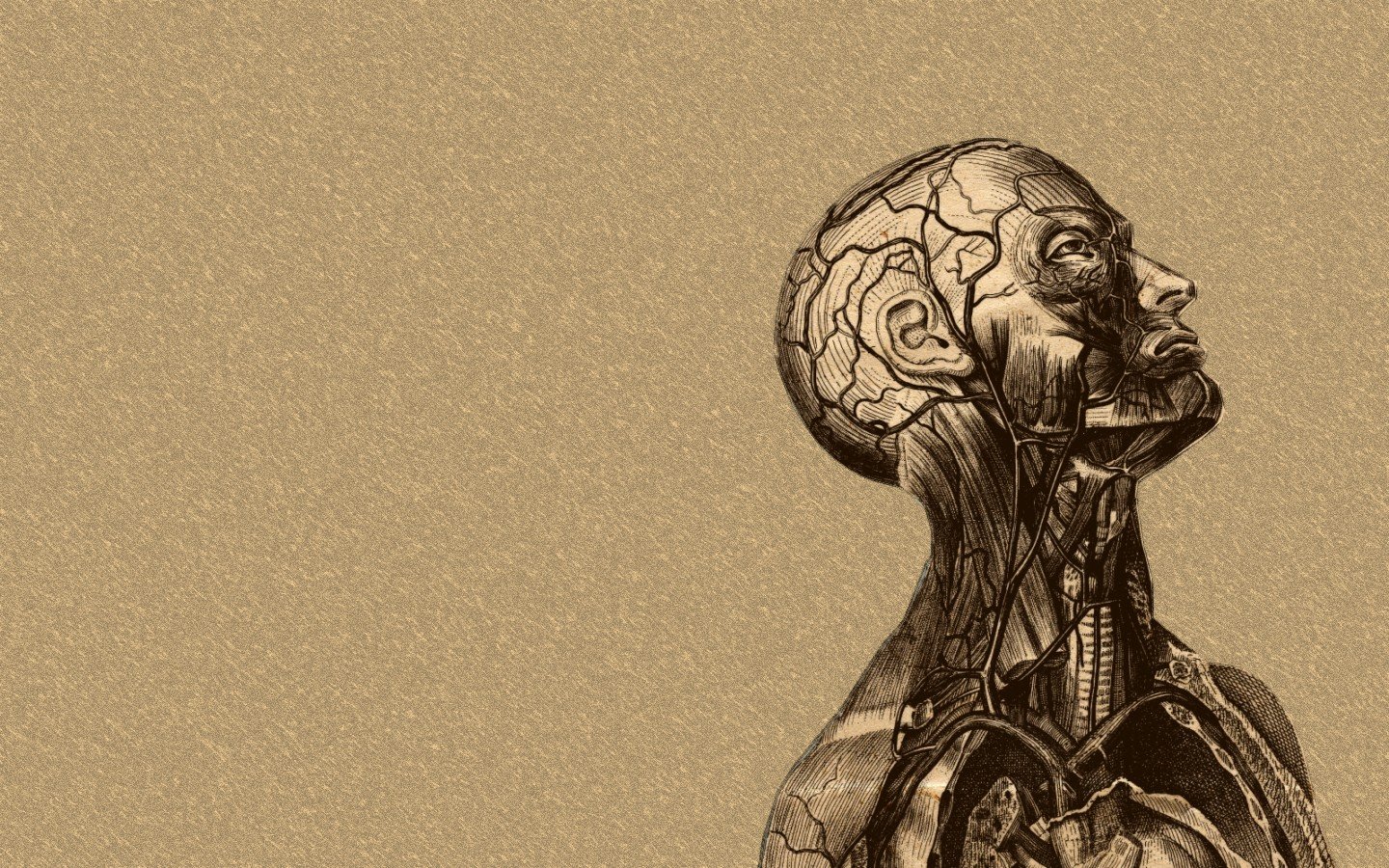 anatomy-of-the-brain-hd-wallpaper