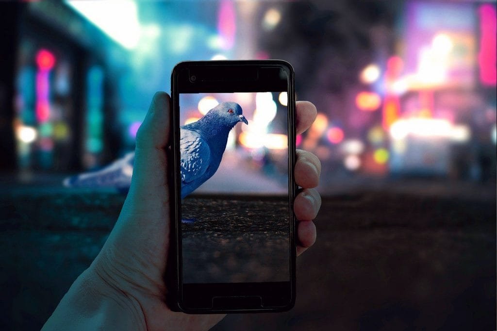 taking, picture, bird